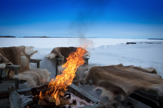 lapland, reindeer, snow